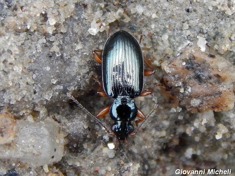 Carabidae: Ocydromus decorus